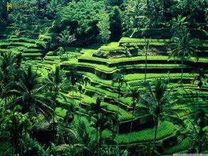 نکاتی که پیش از سفر به بالی بهتر است بدانید