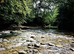 جنگل پلنگ دره روزنه ای به طبیعت بکر مازندران
