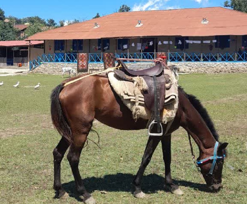 مزرعه گردشگری سمبی