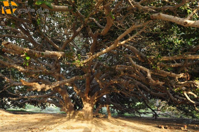 درخت انجیر معابد چابهار