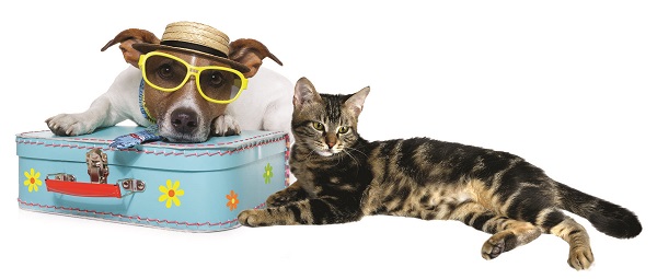 شرایط حمل حیوان خانگی در پرواز