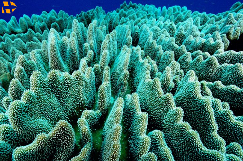 غواصی در کیش