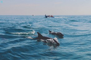 تور قطار بندر کُنگ