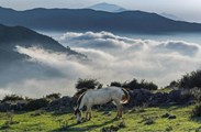 تور فیلبند