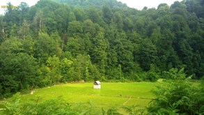 تور جنگل الیمستان 1روزه با اتوبوس