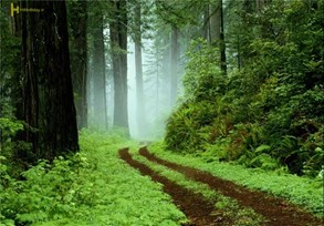 تور قطار جنگل ابر