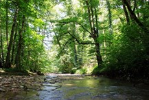 عکس Mazandaran Province